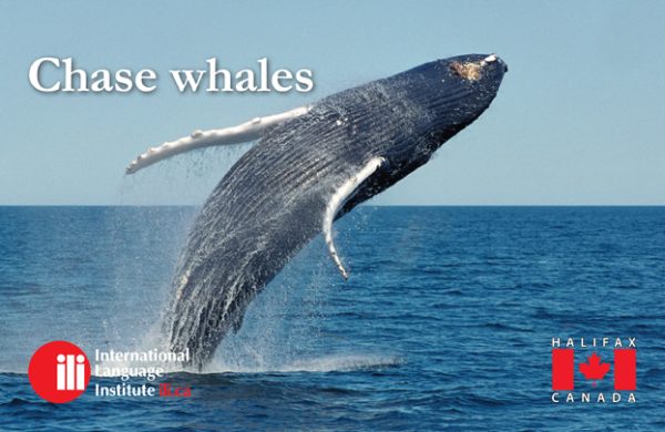 postcardsFinalforVista.indd