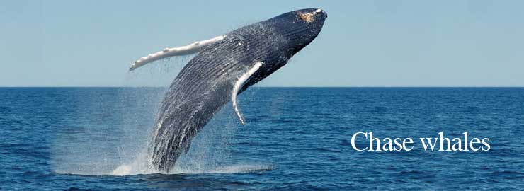 Chase whales in Halifax while studying